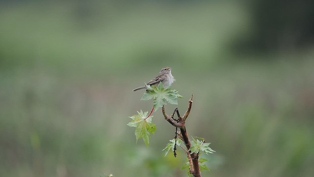 Grassland Sparrow - ML627980272