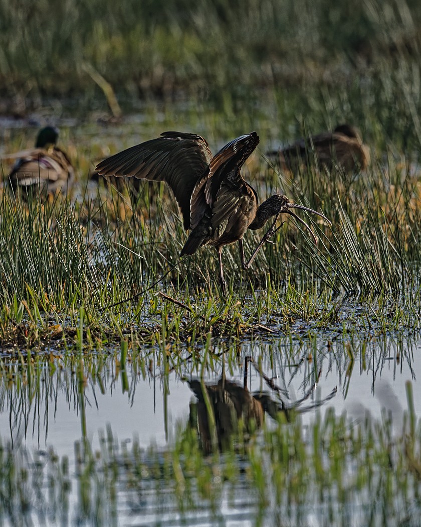ibis hnědý/americký - ML627980279