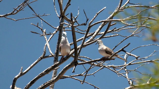 Peaceful Dove - ML627980280