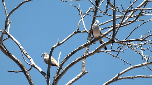 Peaceful Dove - ML627980284