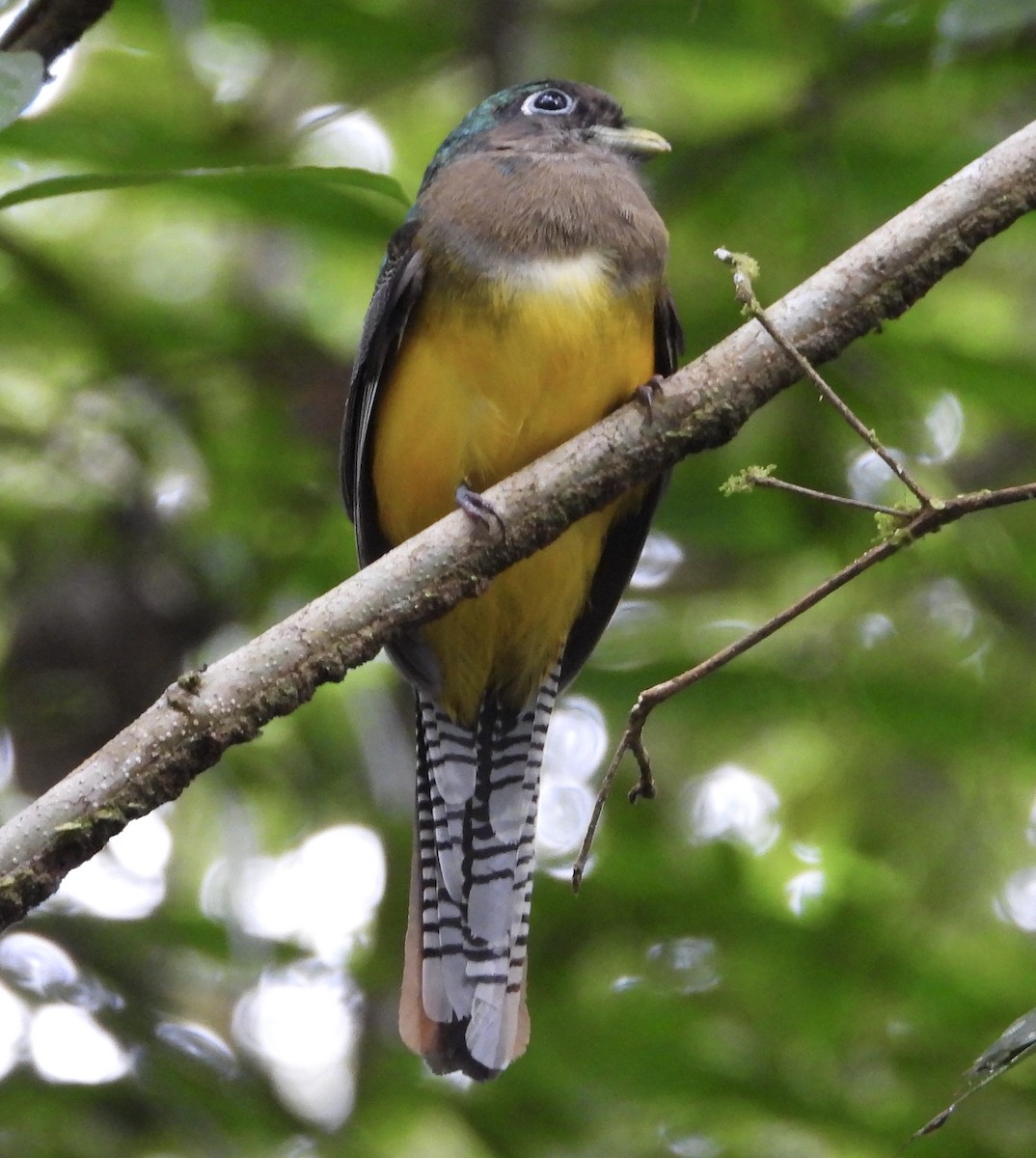 Northern Black-throated Trogon - ML627980290