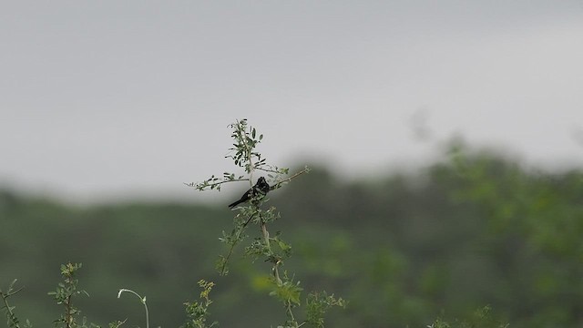 Blue-black Grassquit - ML627980292