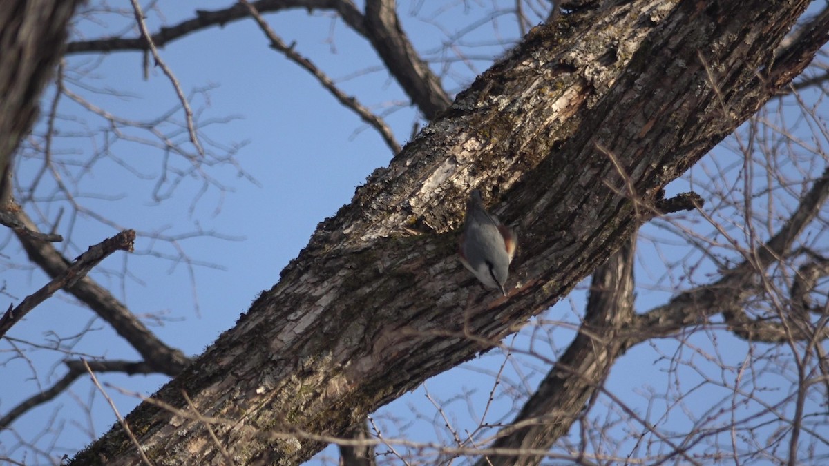 Eurasian Nuthatch (White-bellied) - ML627980294