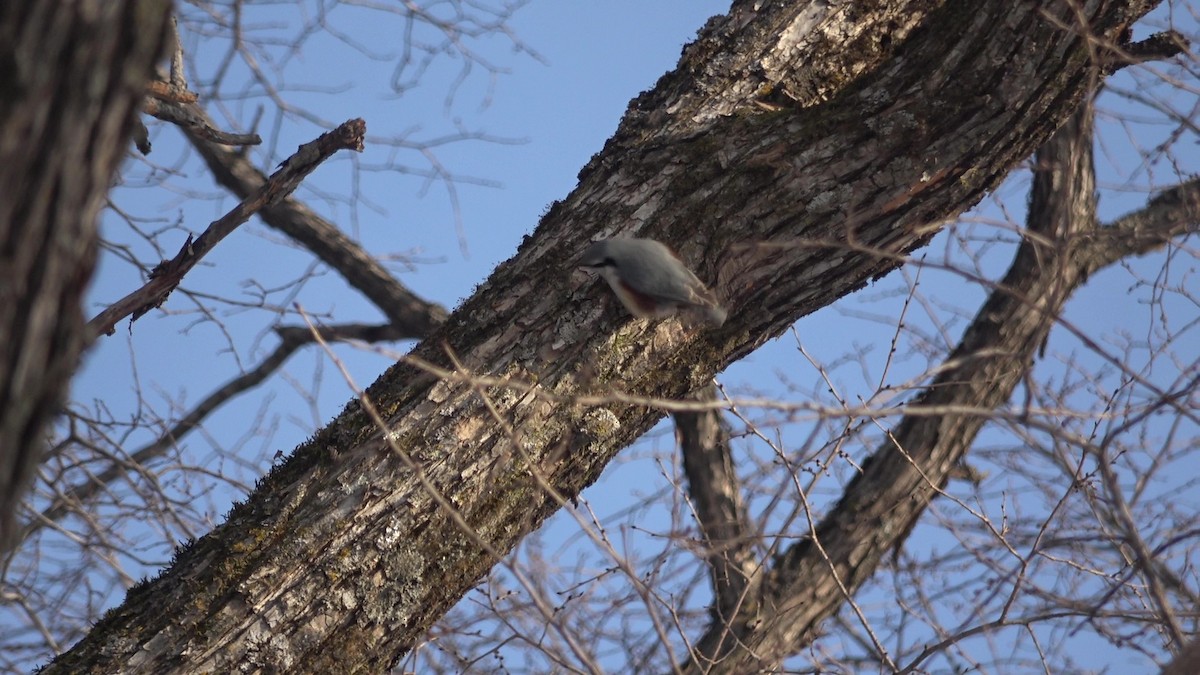 Eurasian Nuthatch (White-bellied) - ML627980295