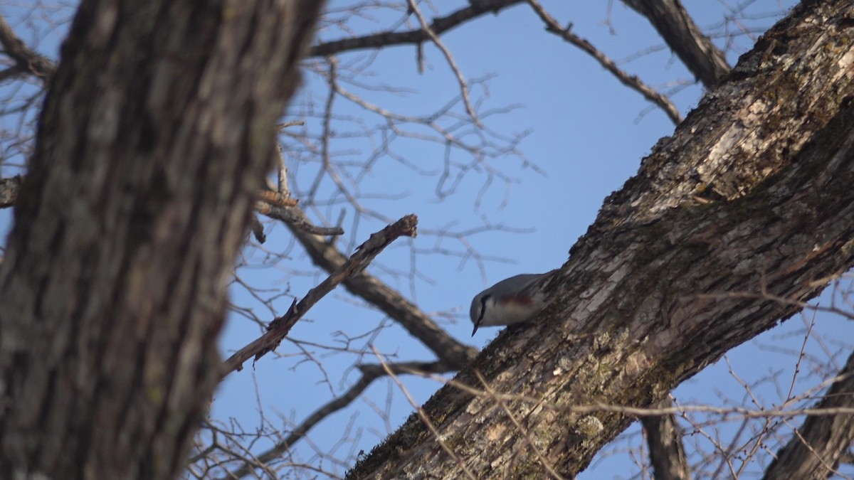 Eurasian Nuthatch (White-bellied) - ML627980296