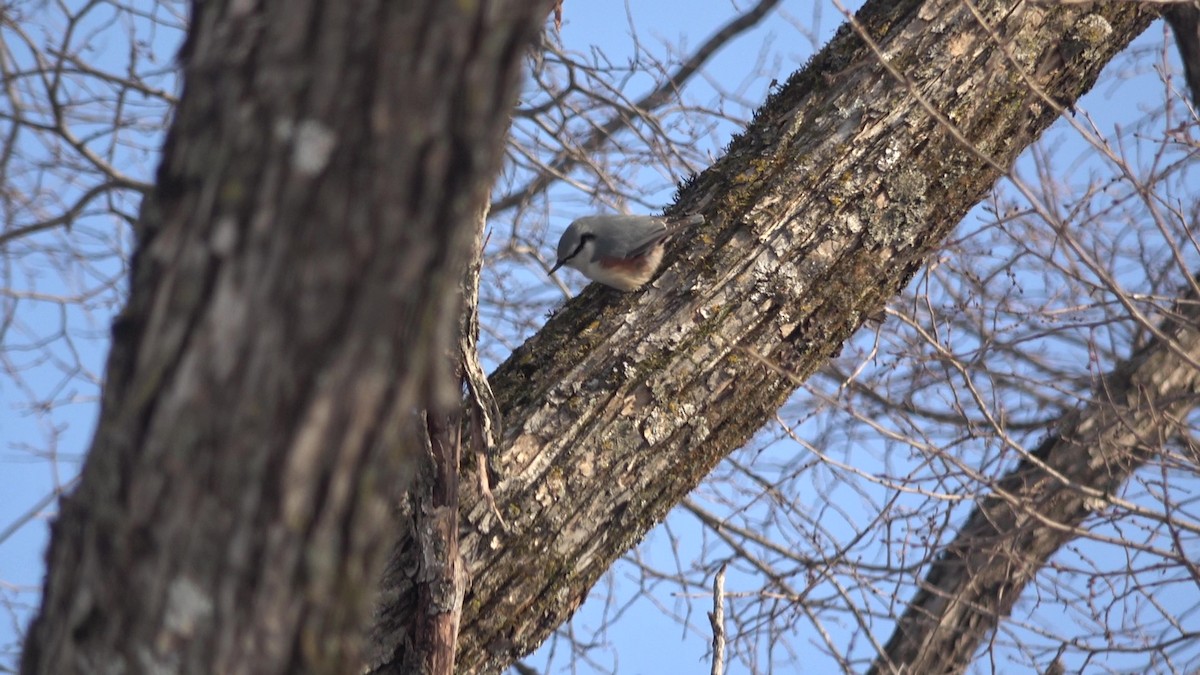 Eurasian Nuthatch (White-bellied) - ML627980297