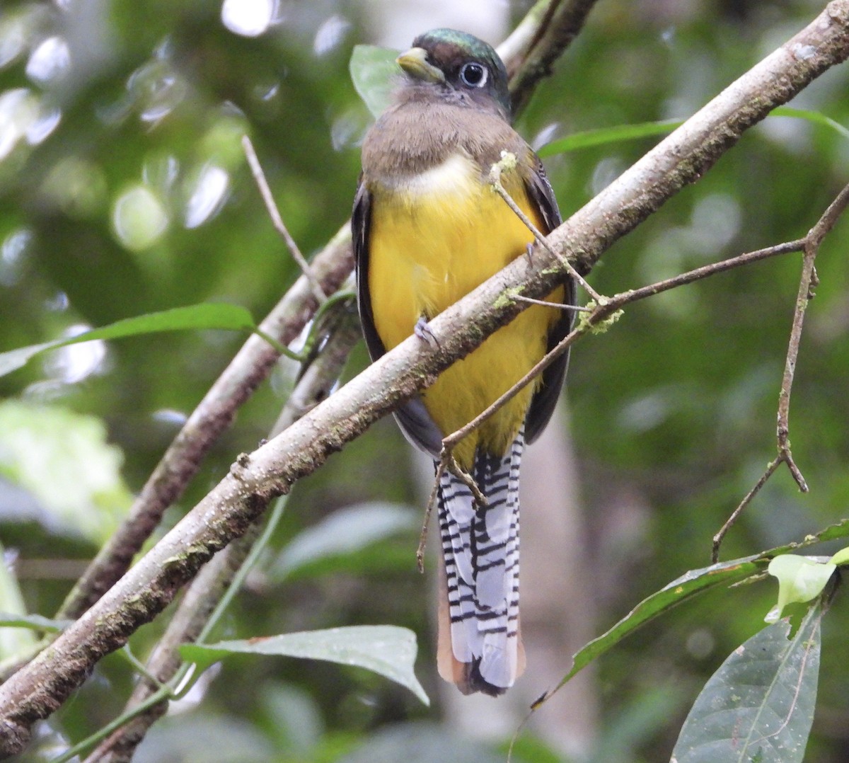 Northern Black-throated Trogon - ML627980302