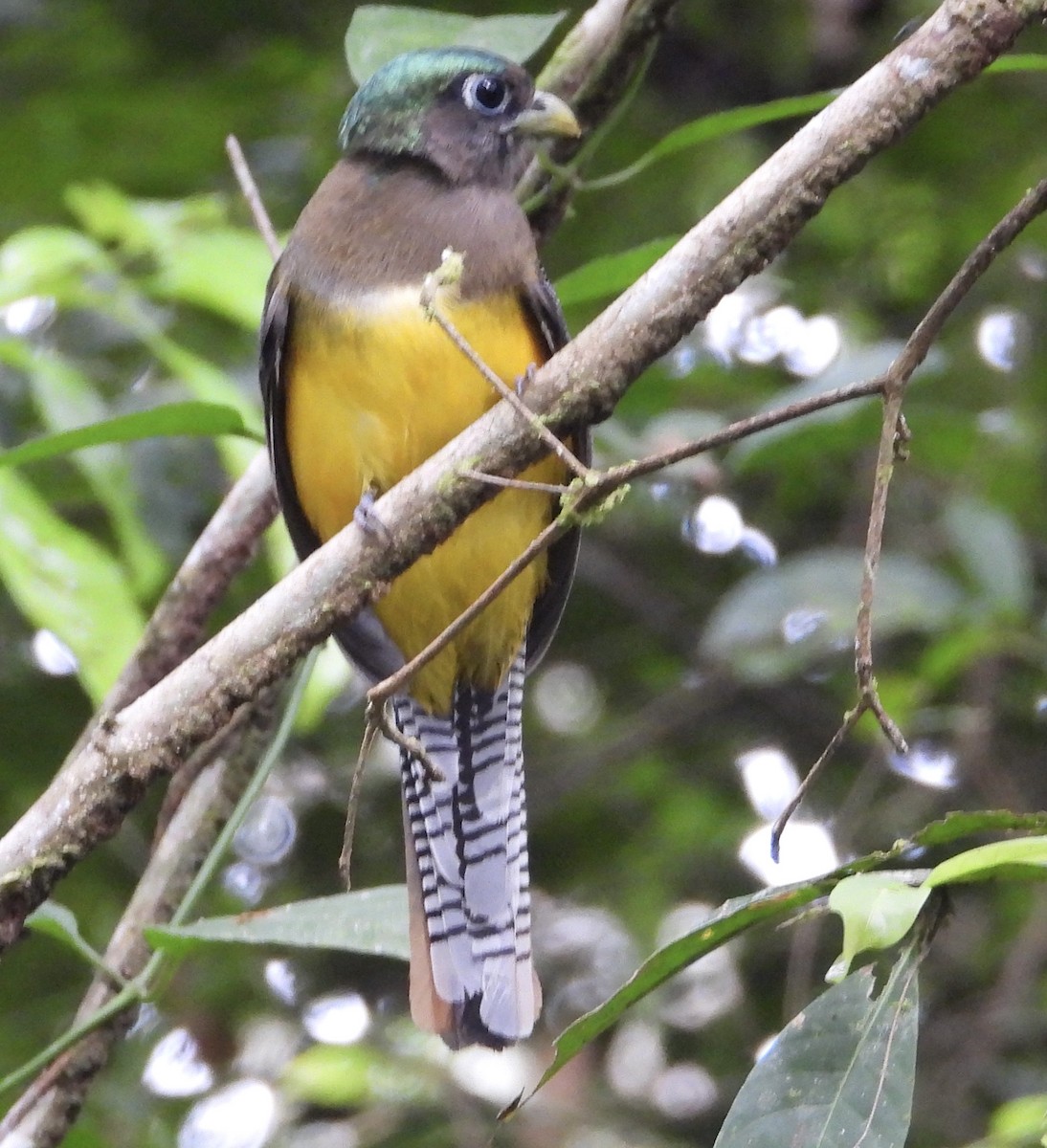 Northern Black-throated Trogon - ML627980326