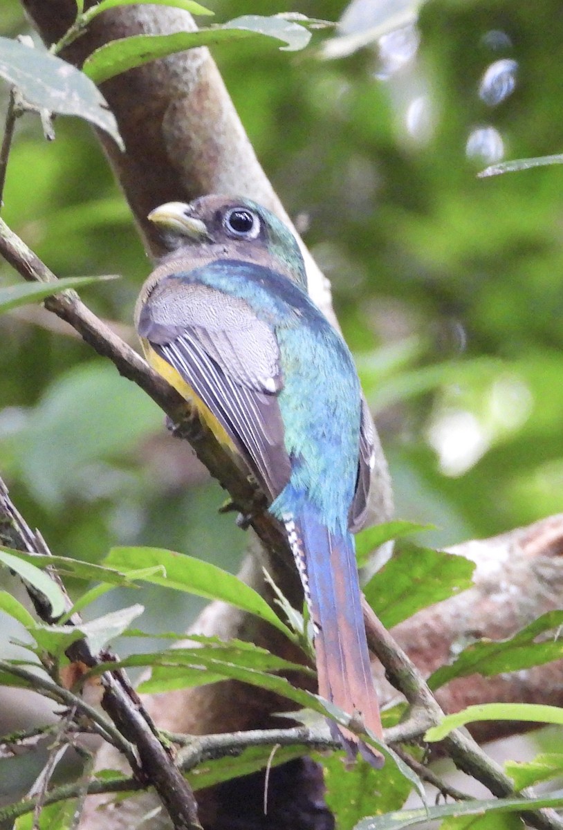 Northern Black-throated Trogon - ML627980329