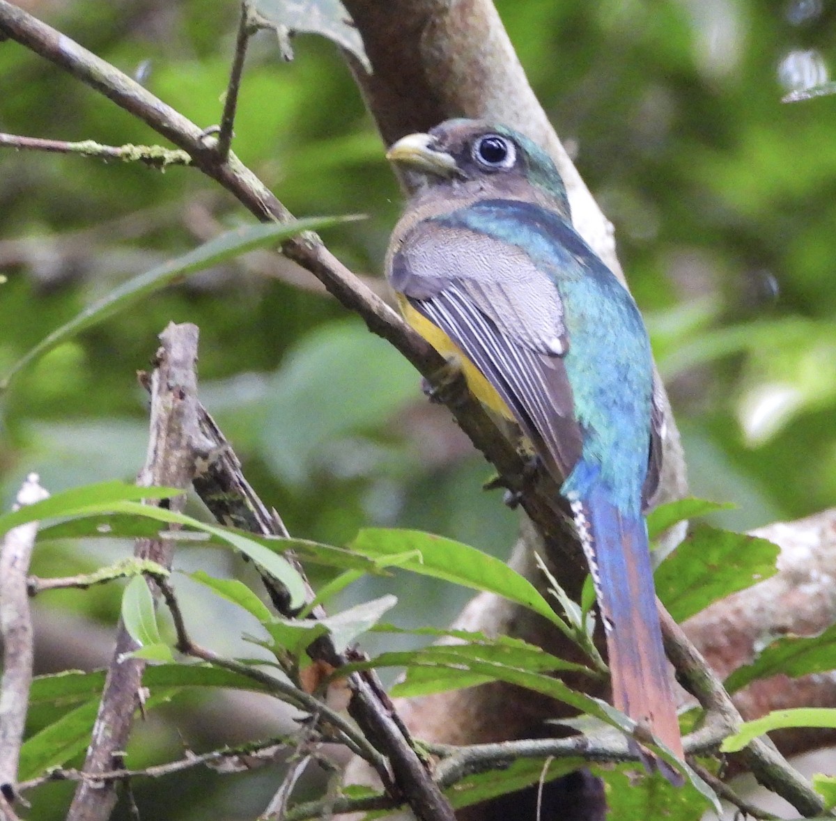 Northern Black-throated Trogon - ML627980336