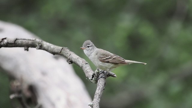 Southern Beardless-Tyrannulet - ML627980383