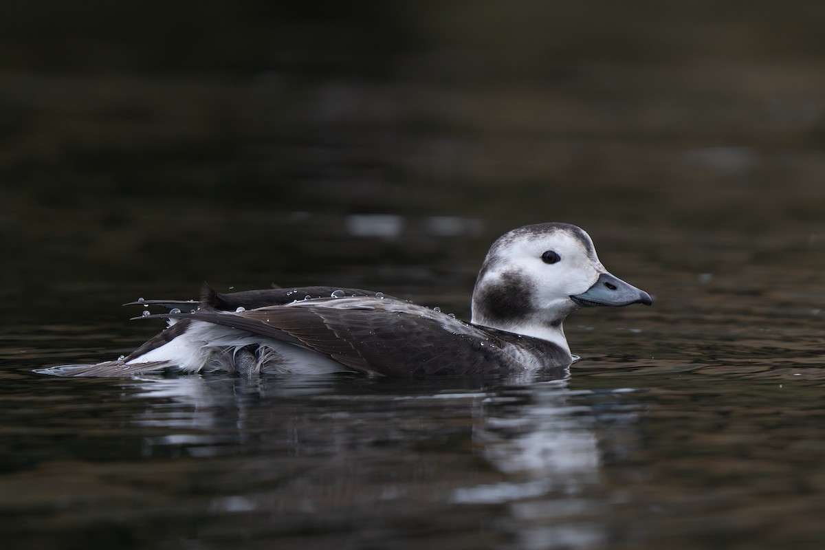 Long-tailed Duck - ML627980406