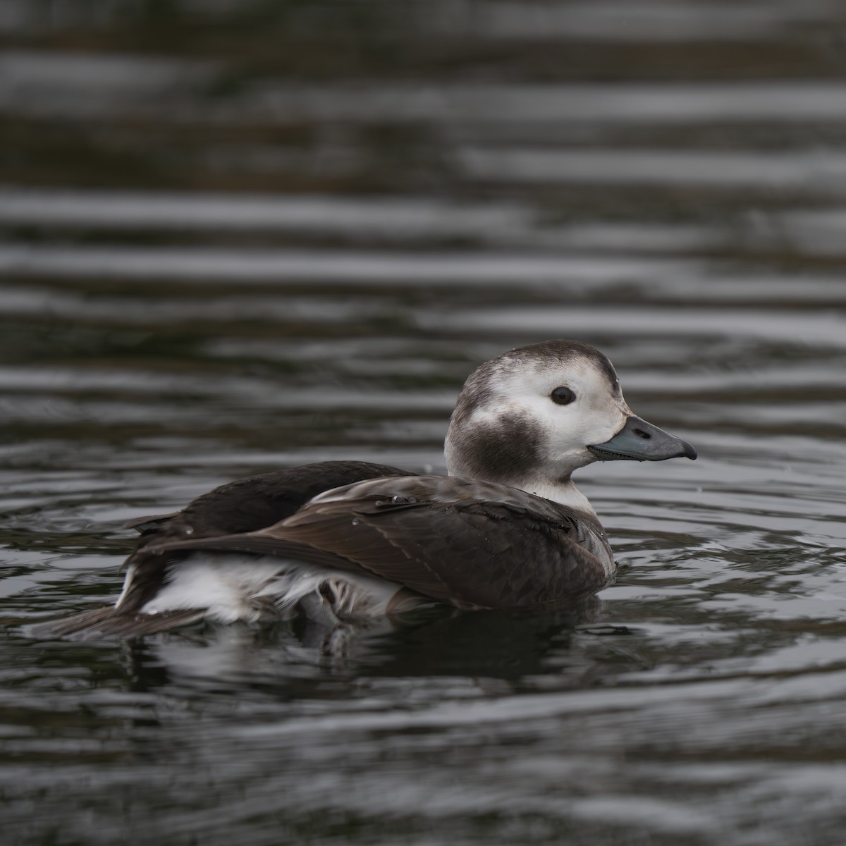 Long-tailed Duck - ML627980408