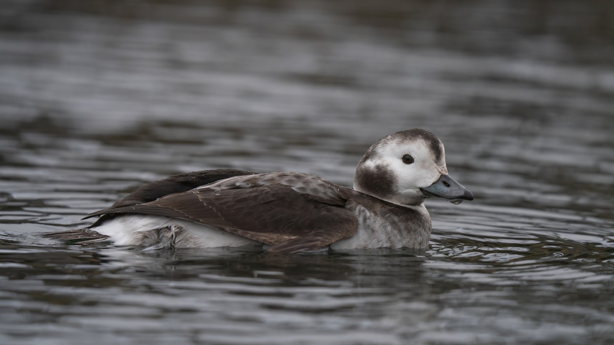 Long-tailed Duck - ML627980409