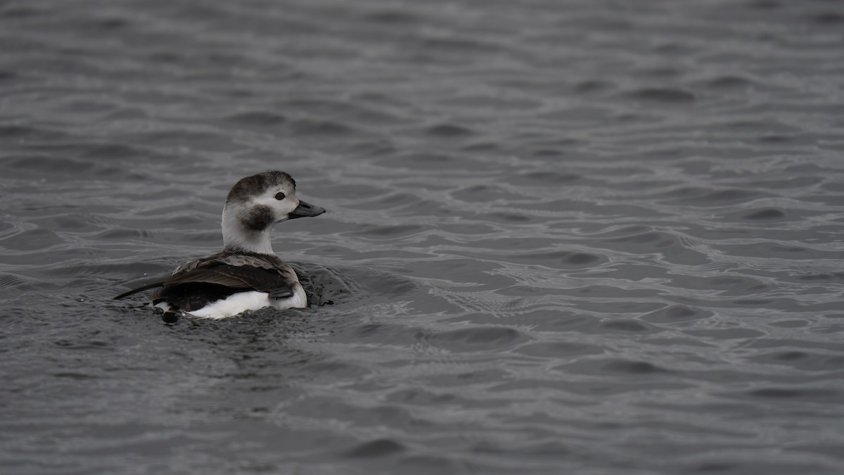 Long-tailed Duck - ML627980410