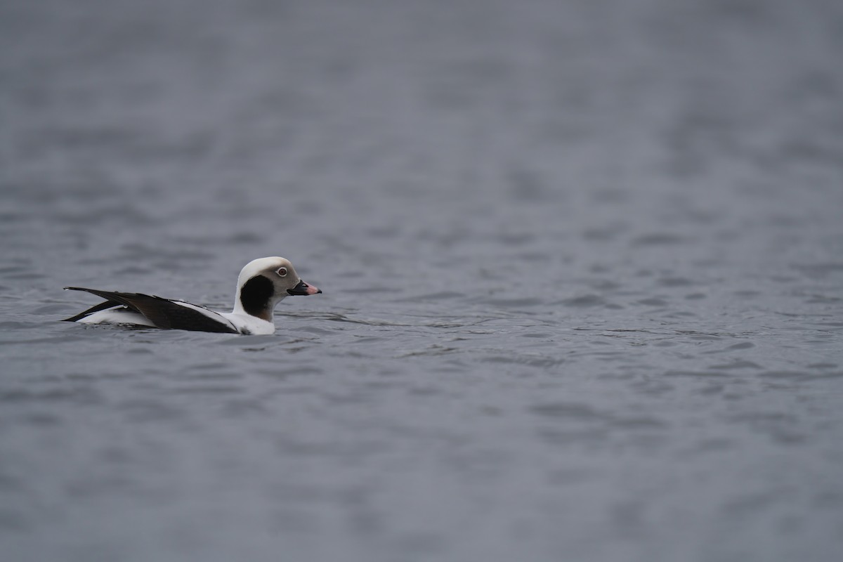 Long-tailed Duck - ML627980411