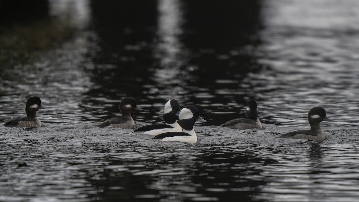 Bufflehead - ML627980431