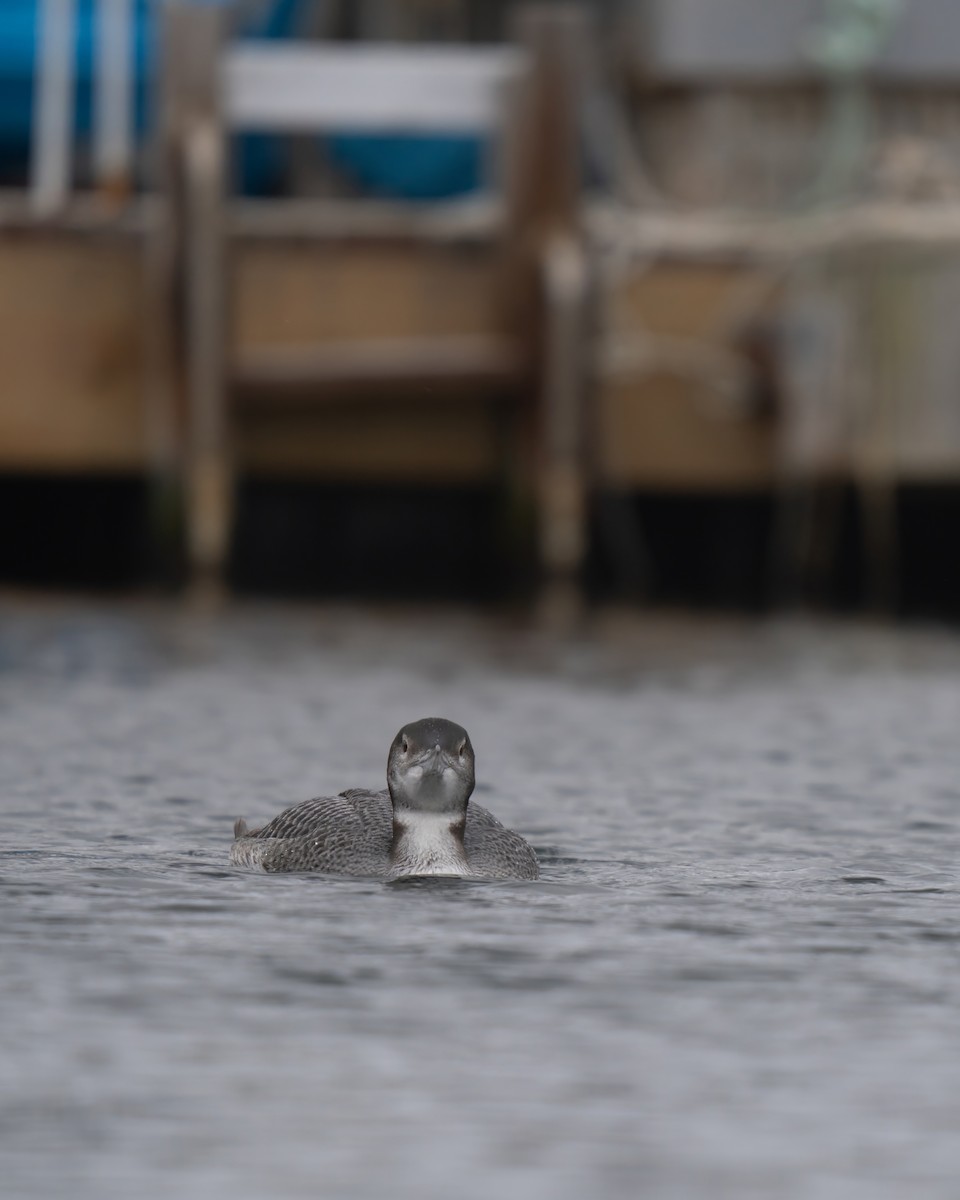 Common Loon - ML627980435