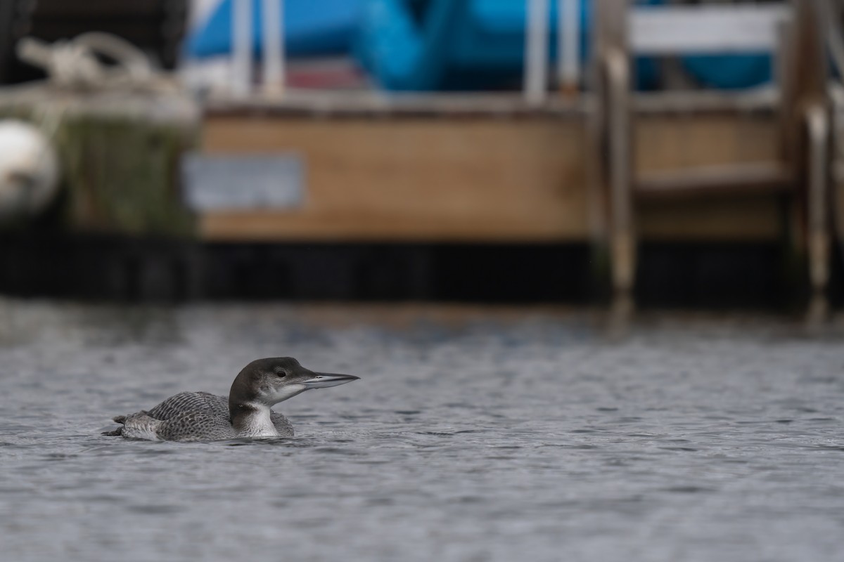 Common Loon - ML627980436