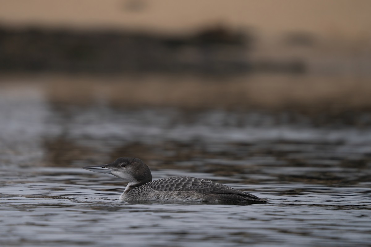 Common Loon - ML627980437