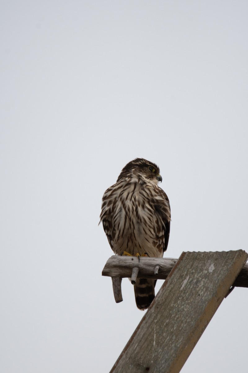 Хайргууна шонхор - ML627980440