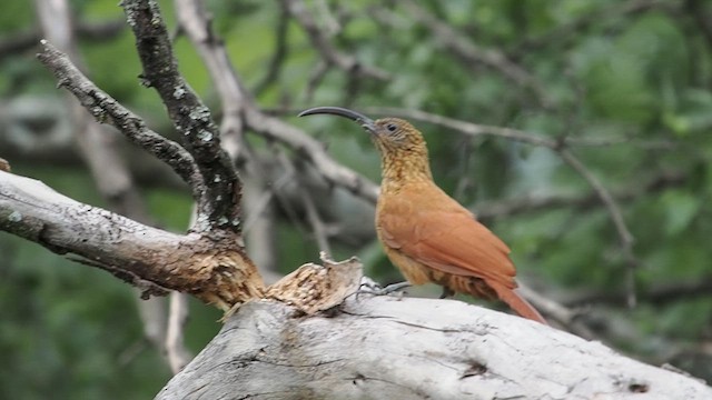Red-billed Scythebill - ML627980506