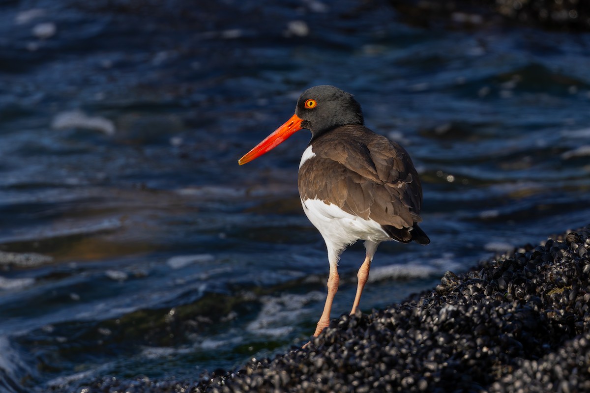 American Oystercatcher - ML627980517