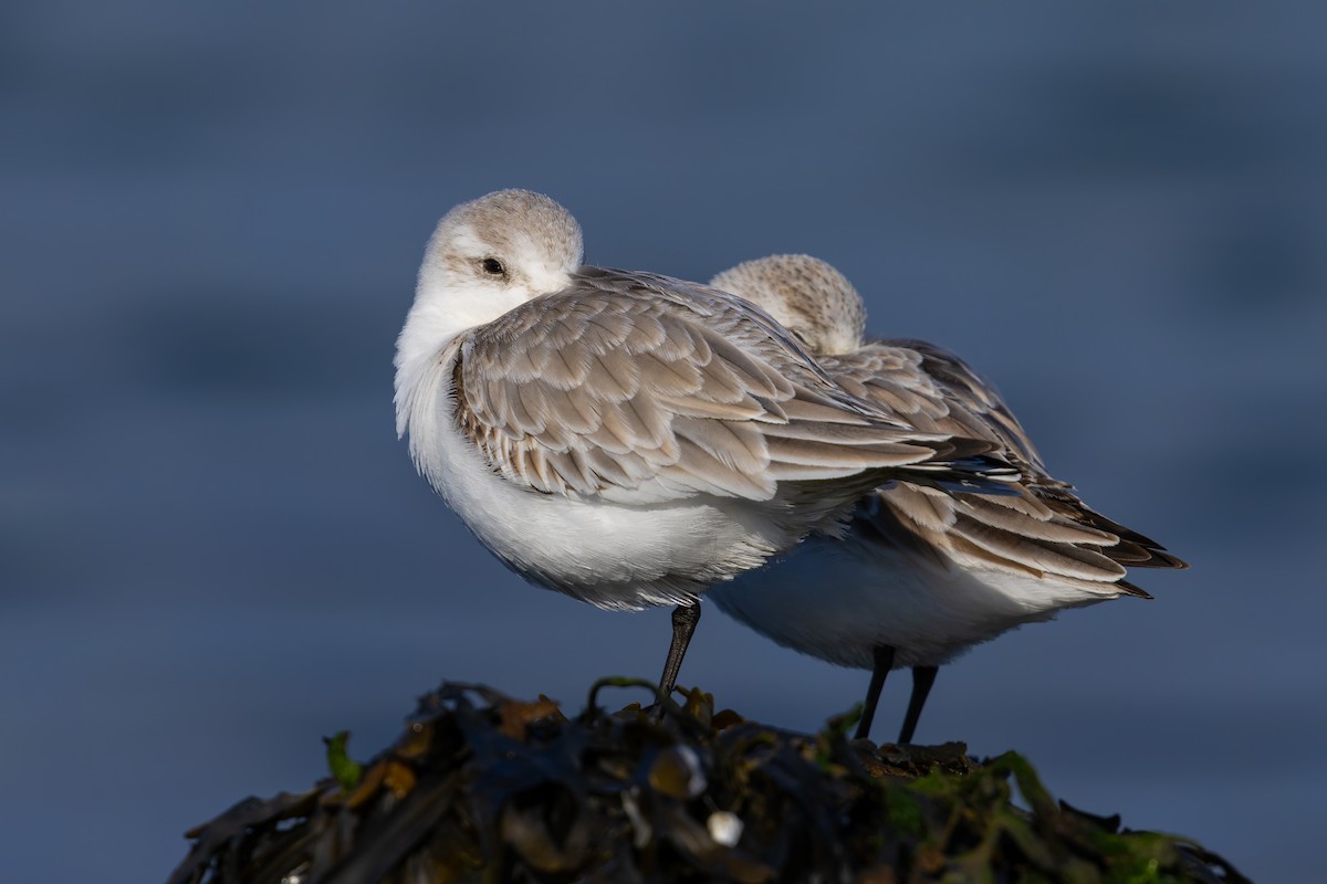 Sanderling - ML627980519