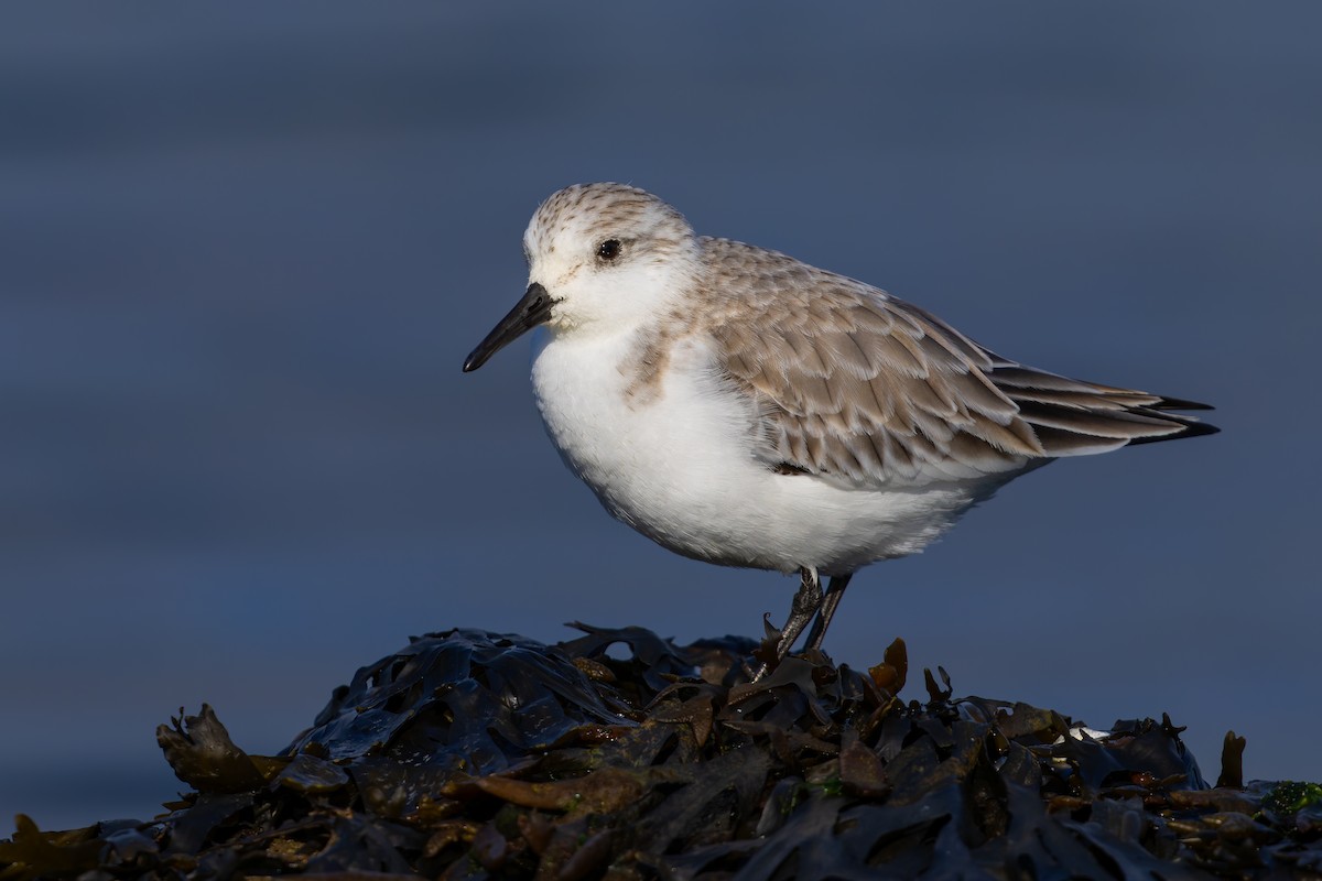 Sanderling - ML627980525