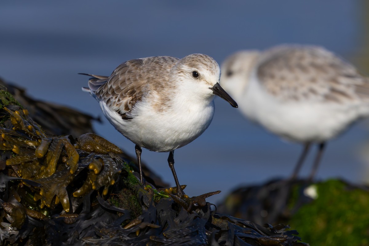 Sanderling - ML627980526