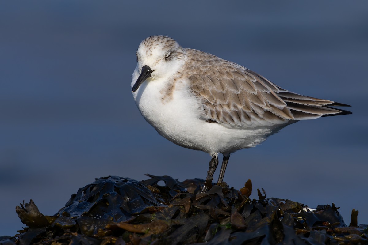 Sanderling - ML627980528