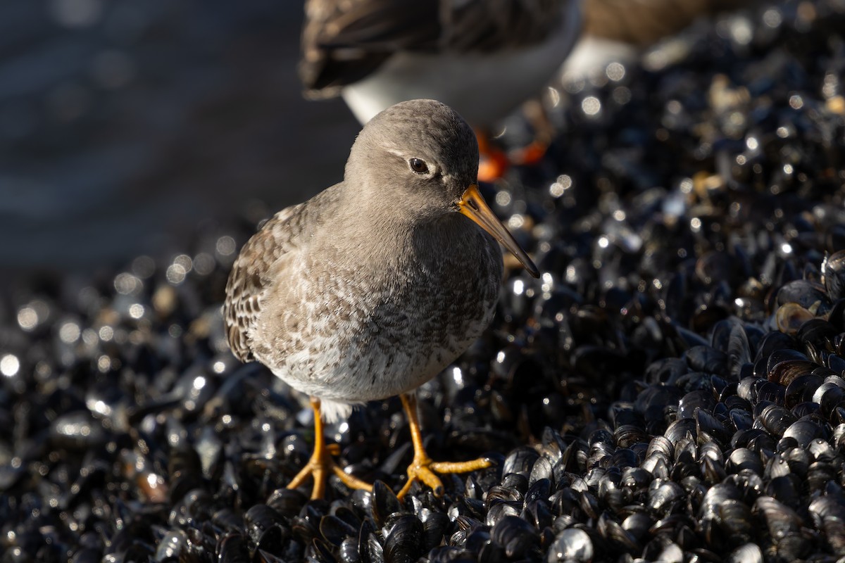 Purple Sandpiper - ML627980557