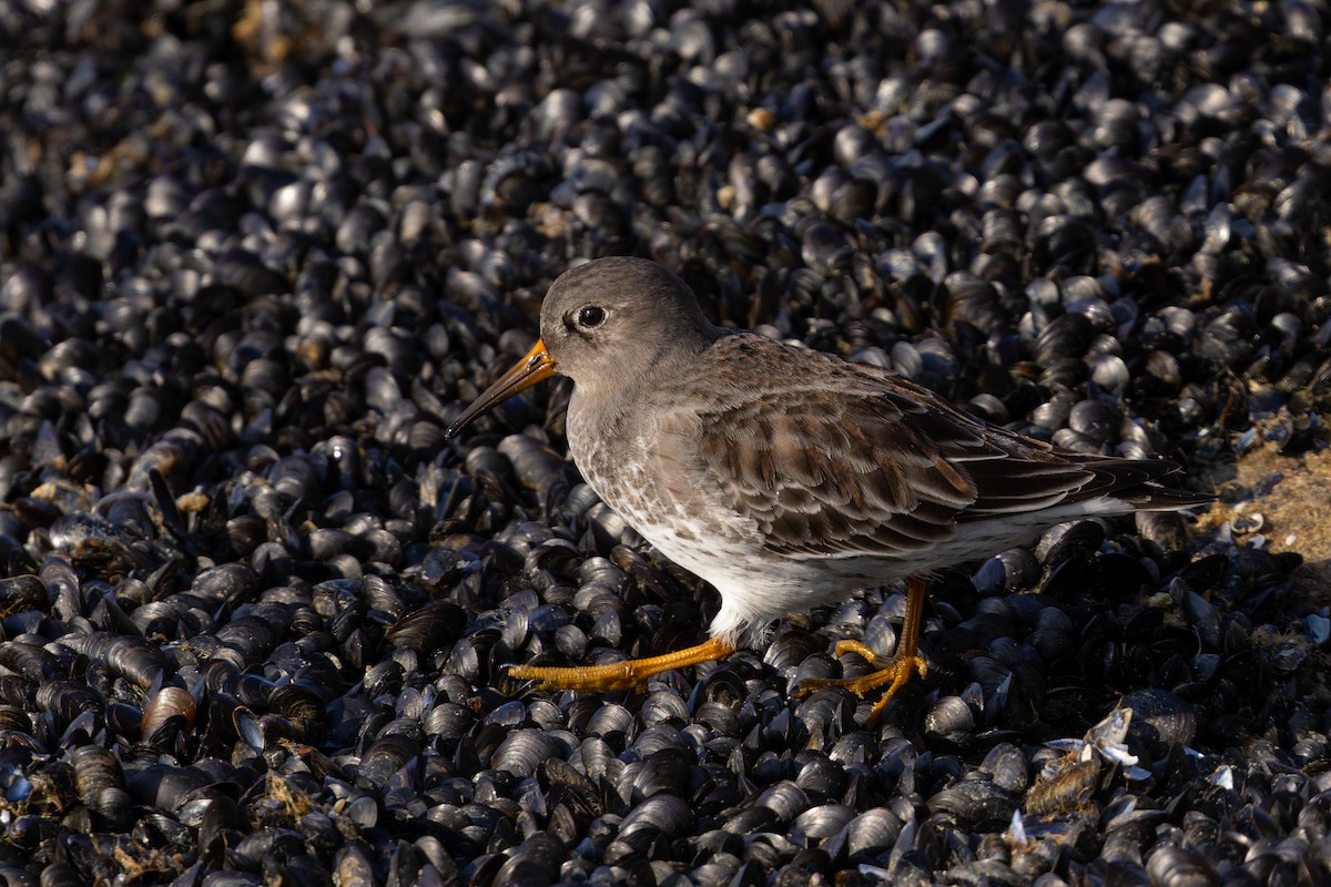 Purple Sandpiper - ML627980558