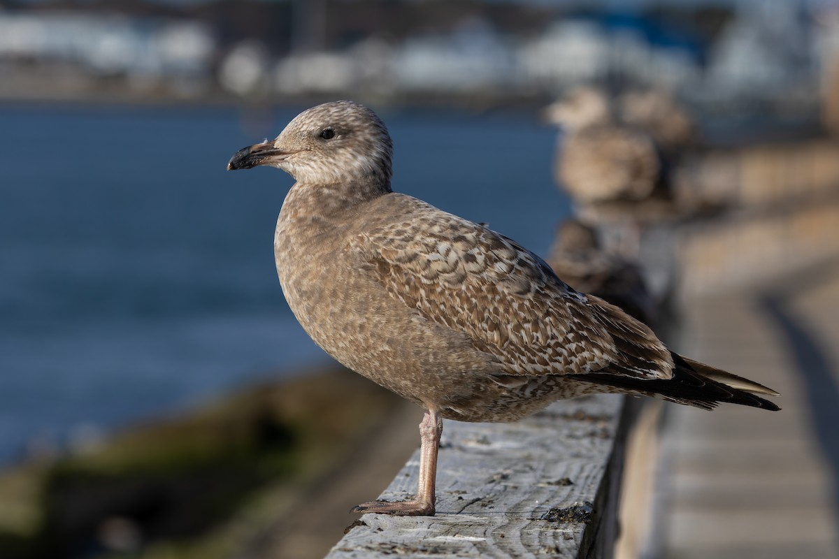 American Herring Gull - ML627980566