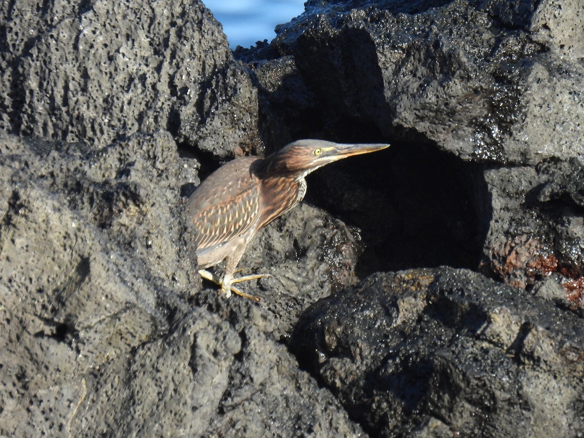 Striated Heron - ML627980571