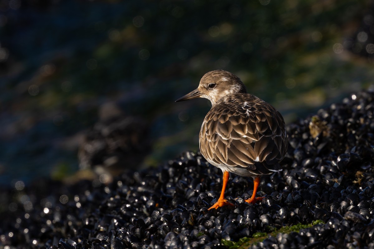 Ruddy Turnstone - ML627980578