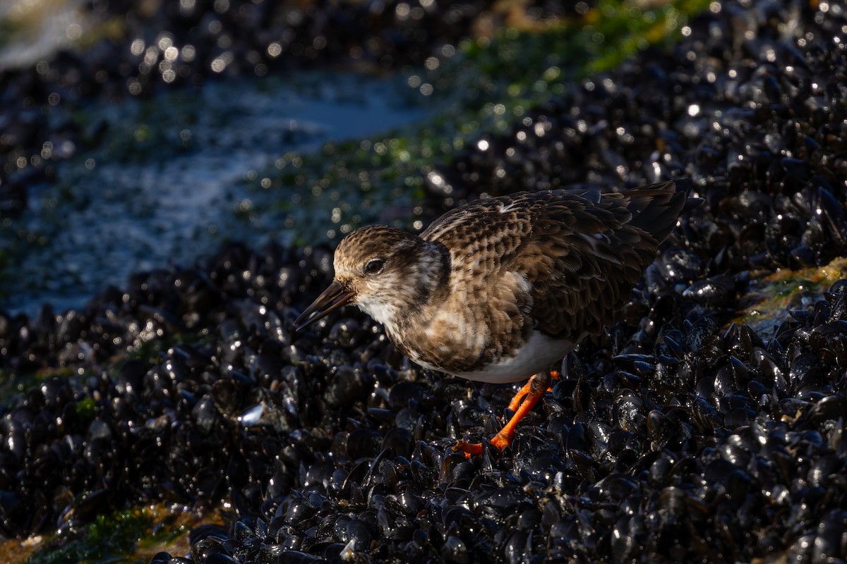 Ruddy Turnstone - ML627980579