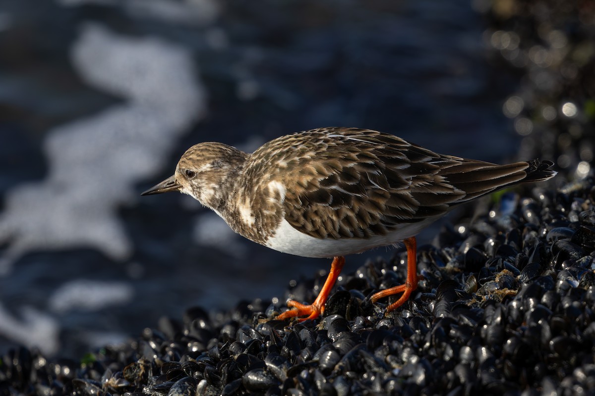 Ruddy Turnstone - ML627980580