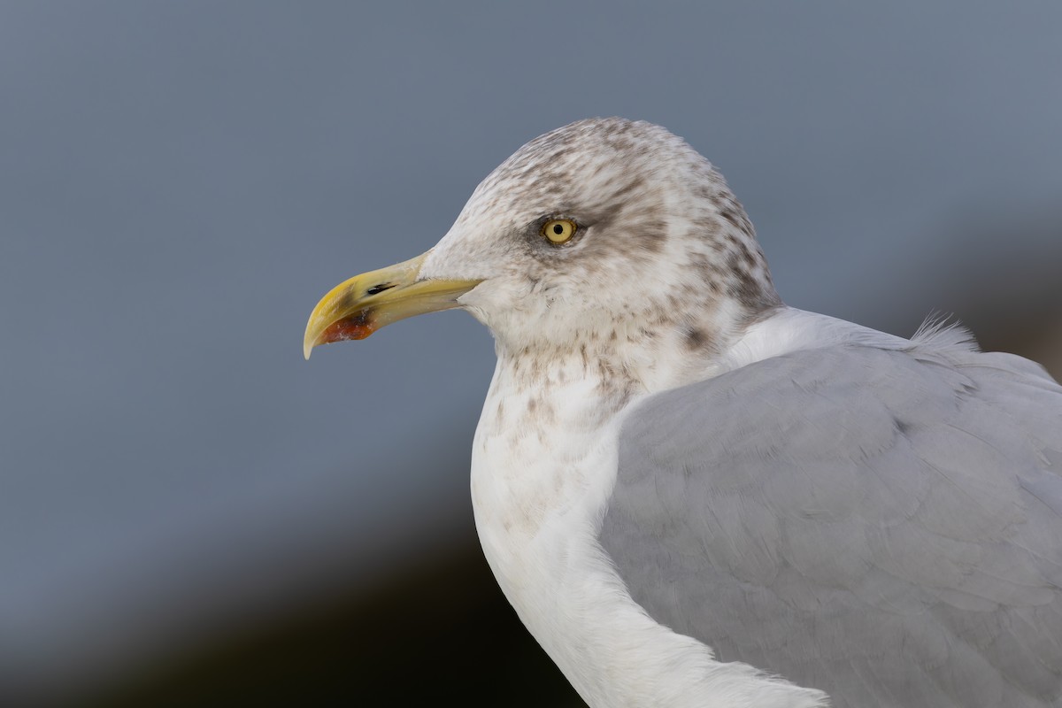 American Herring Gull - ML627980587