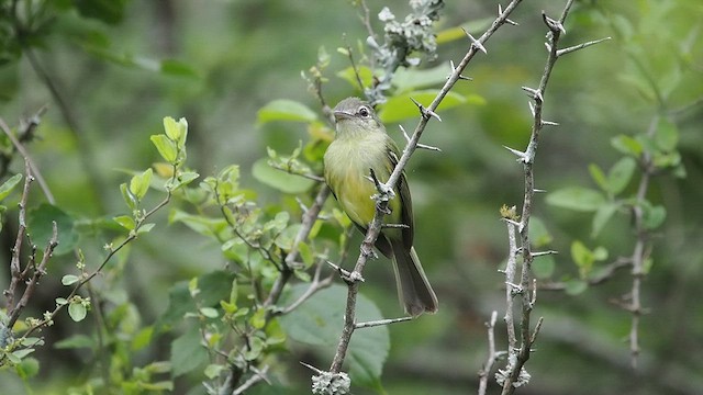 Yellow-olive Flatbill - ML627980592