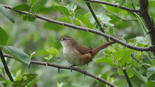 Rufous-fronted Thornbird - ML627980707
