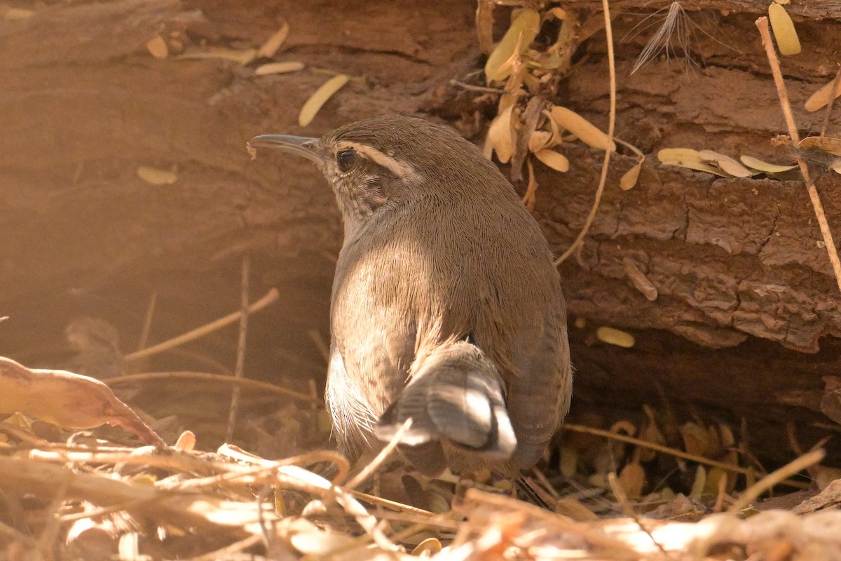 Troglodyte de Bewick - ML627980745