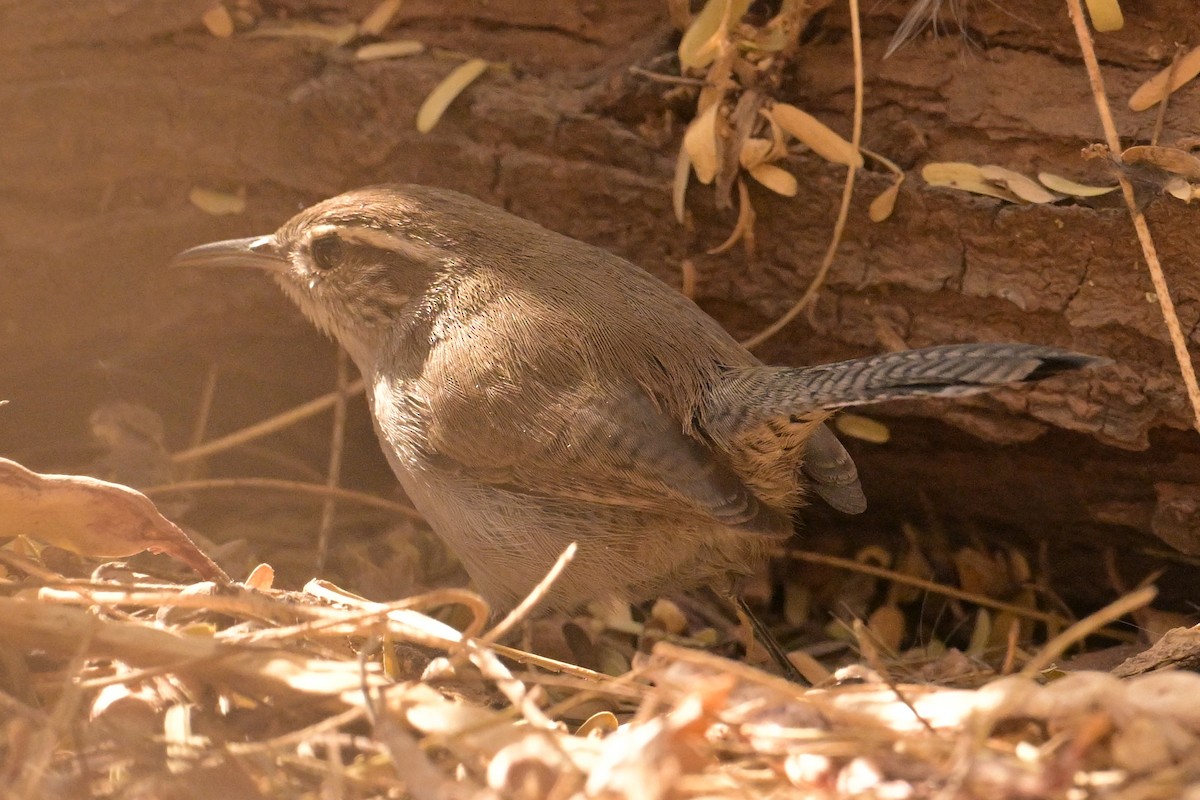 Troglodyte de Bewick - ML627980746