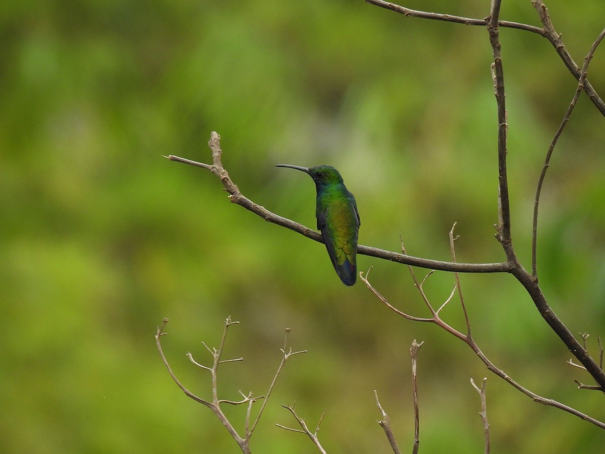 Black-throated Mango - ML627980815