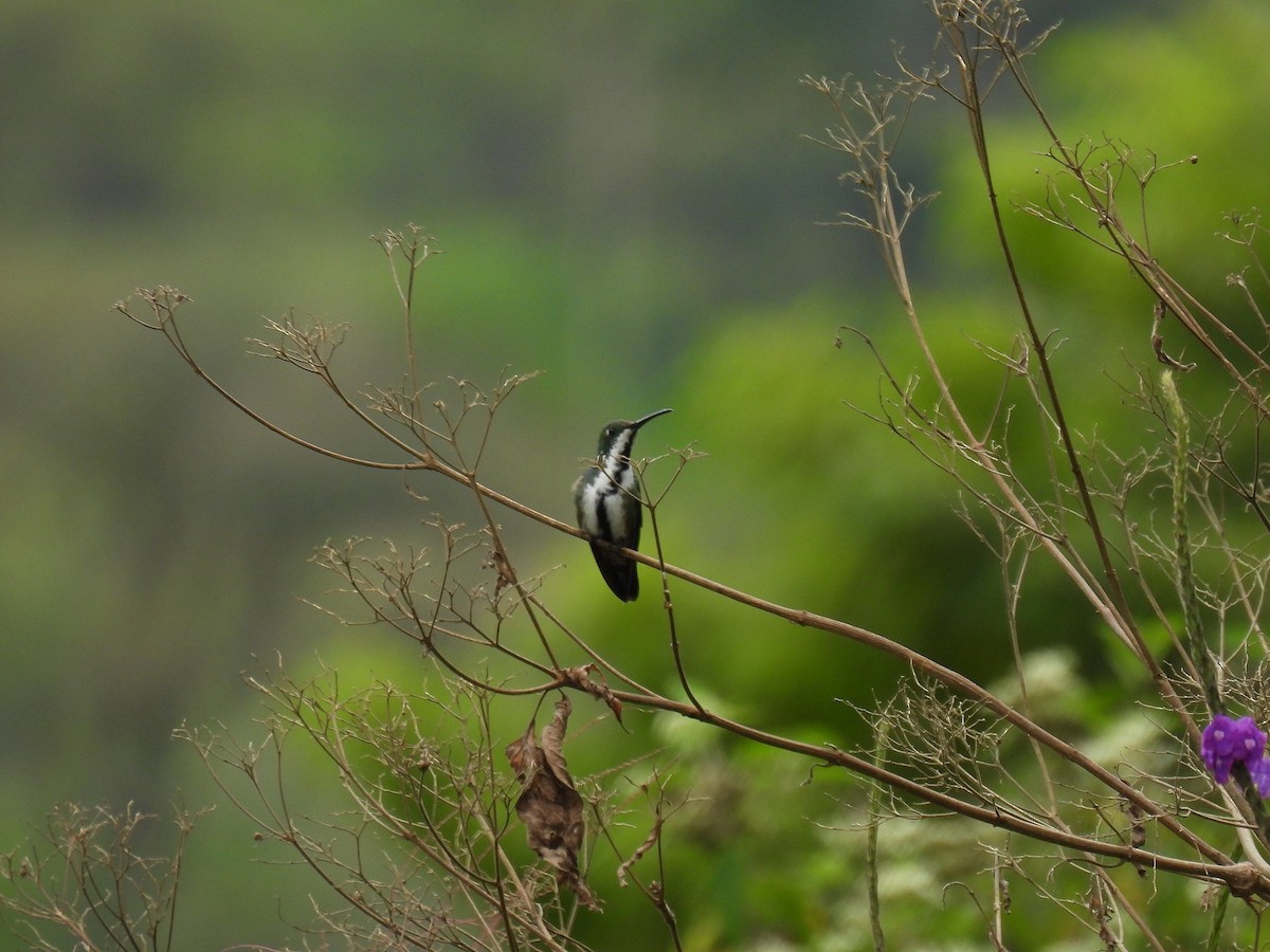 Black-throated Mango - ML627980816