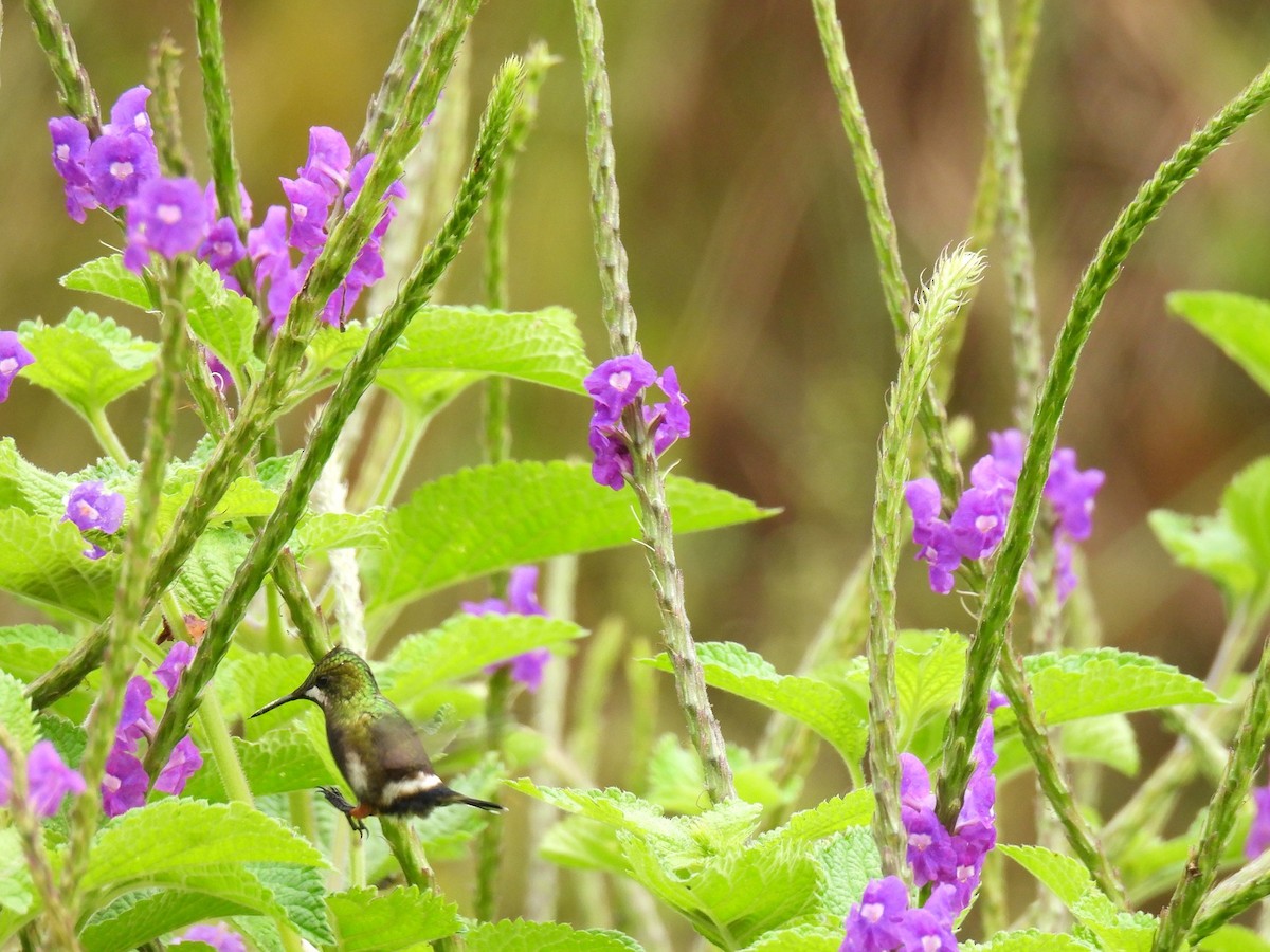 Wire-crested Thorntail - ML627980847