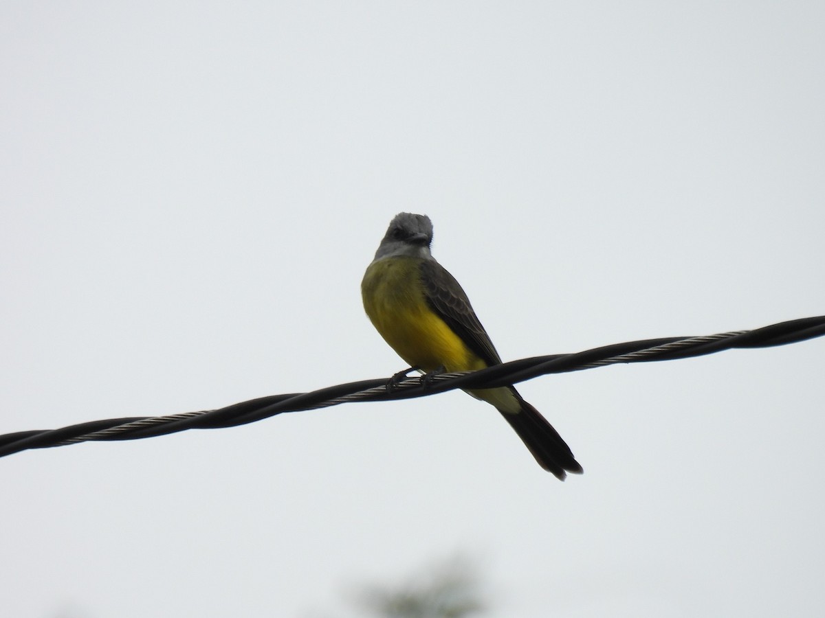 Tropical Kingbird - ML627980849