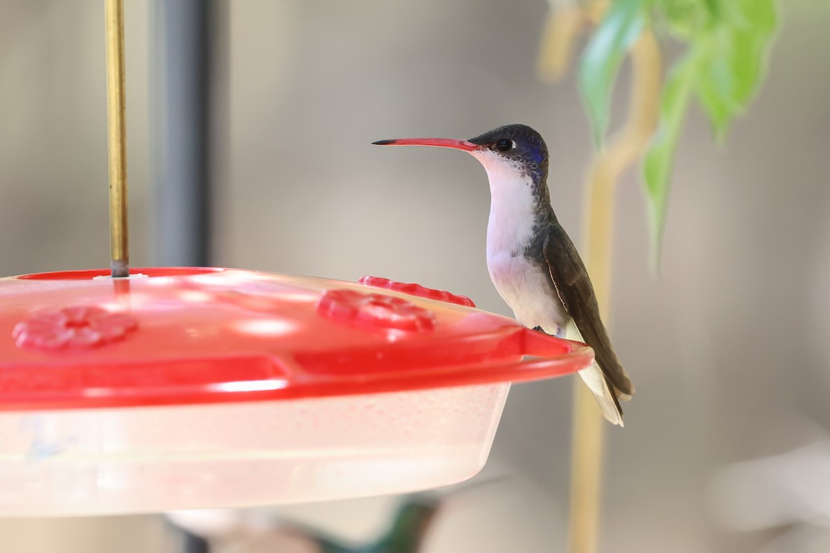 Violet-crowned Hummingbird - ML627980853