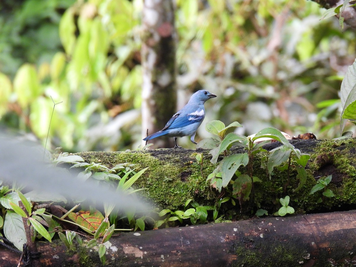 Blue-gray Tanager - ML627980874