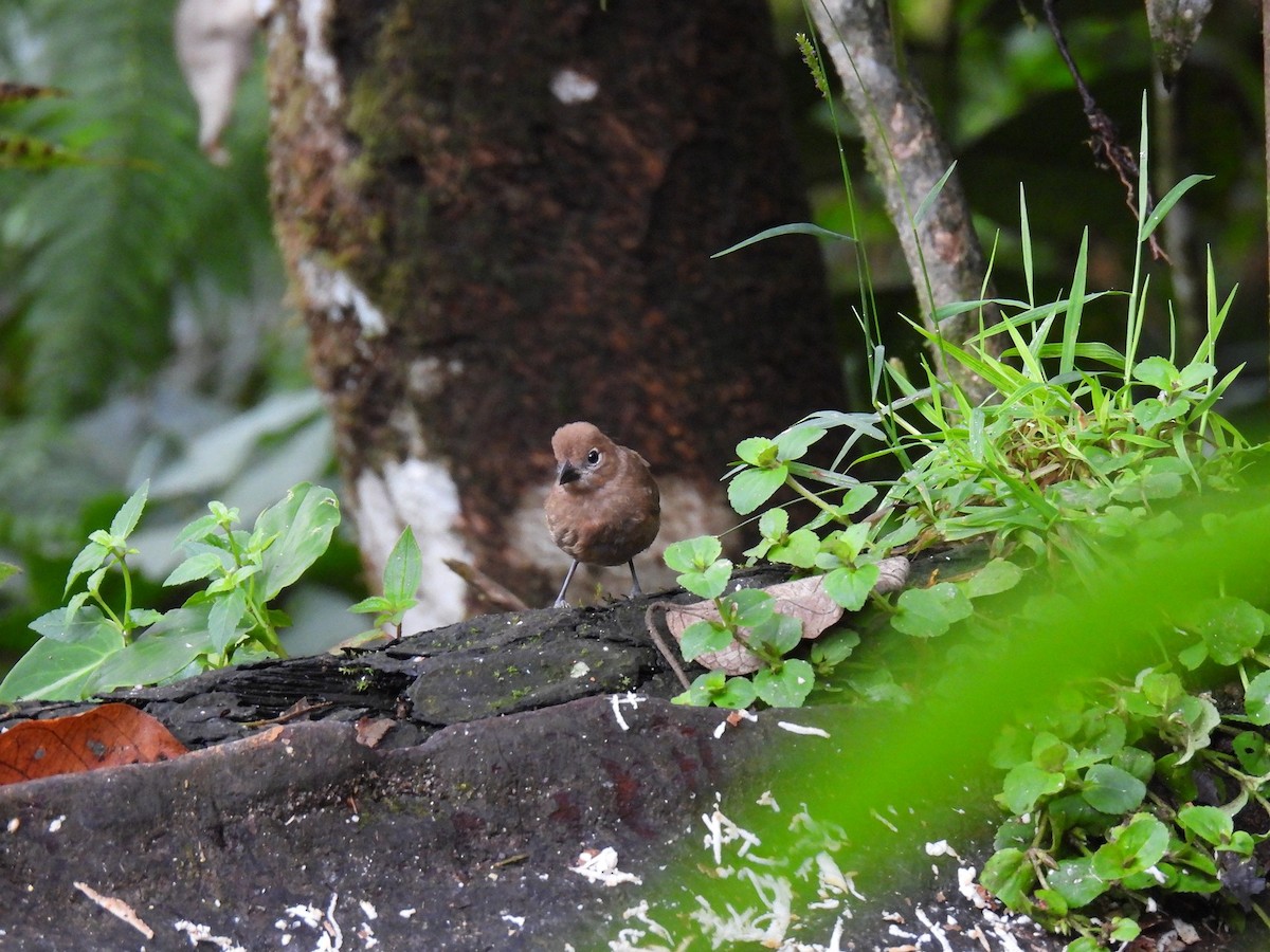 Red-crested Finch - ML627980875